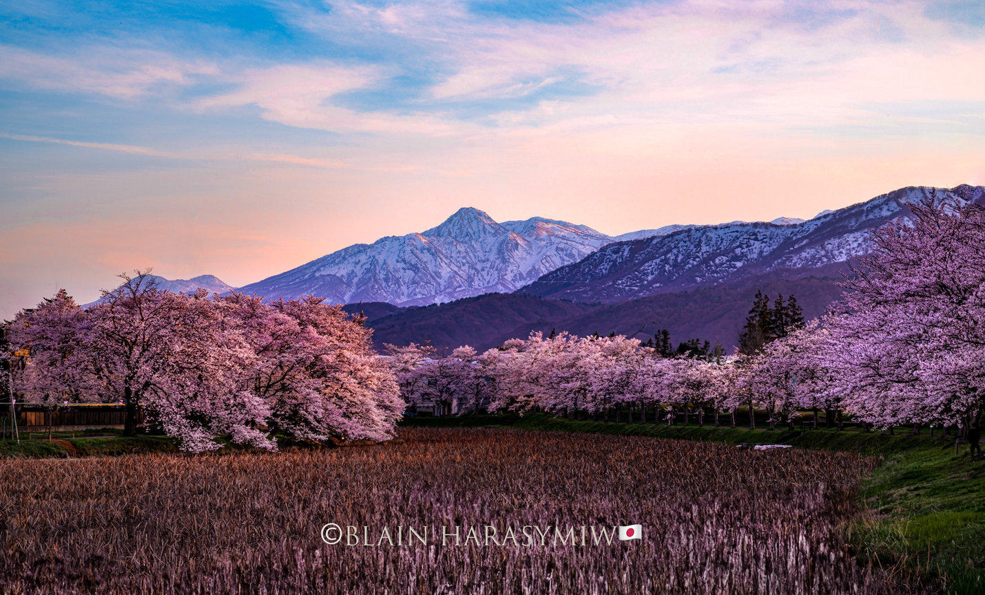 April 5 - 15, 2027 Cherry Blossom Photo Tour - Blain Harasymiw