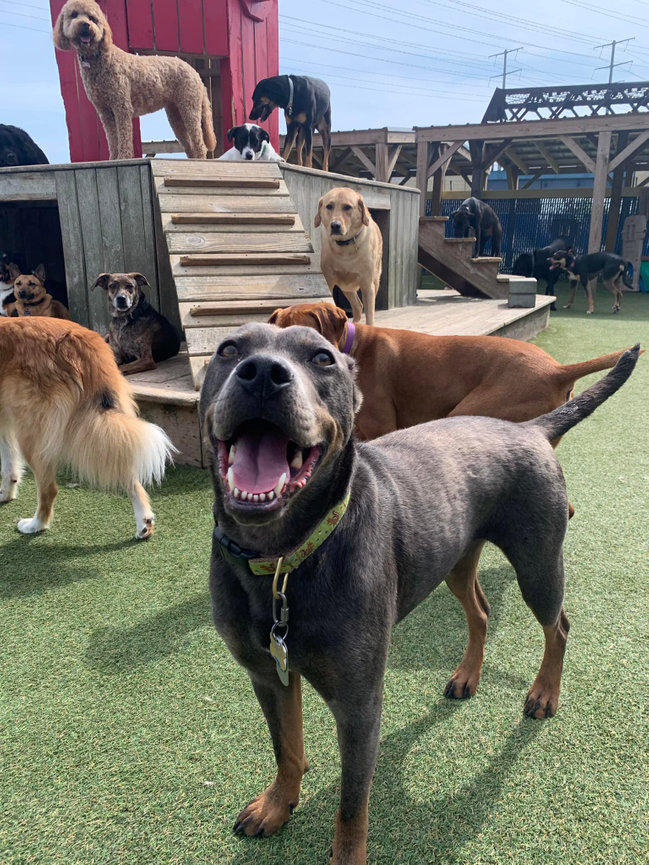 My Doggy Daycare