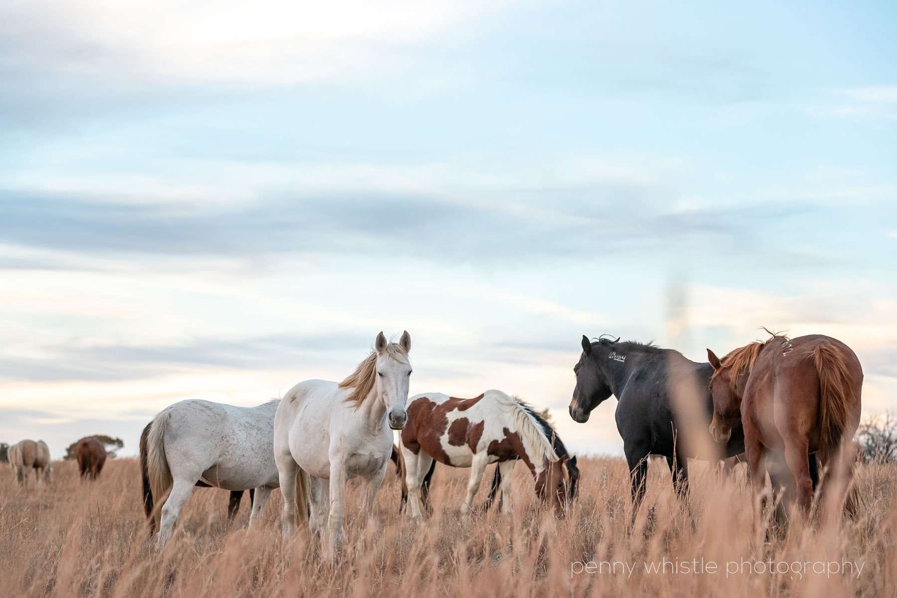 North Texas Equine Photographer Visits Wild Mustangs in Oklahoma