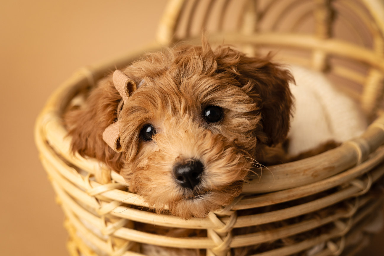 A cute brown puppy with curly fur resting in a woven basket against a warm background.