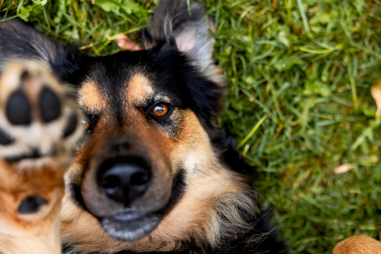 Close-up of a brown and black dog lying on grass, with one paw raised toward the camera.