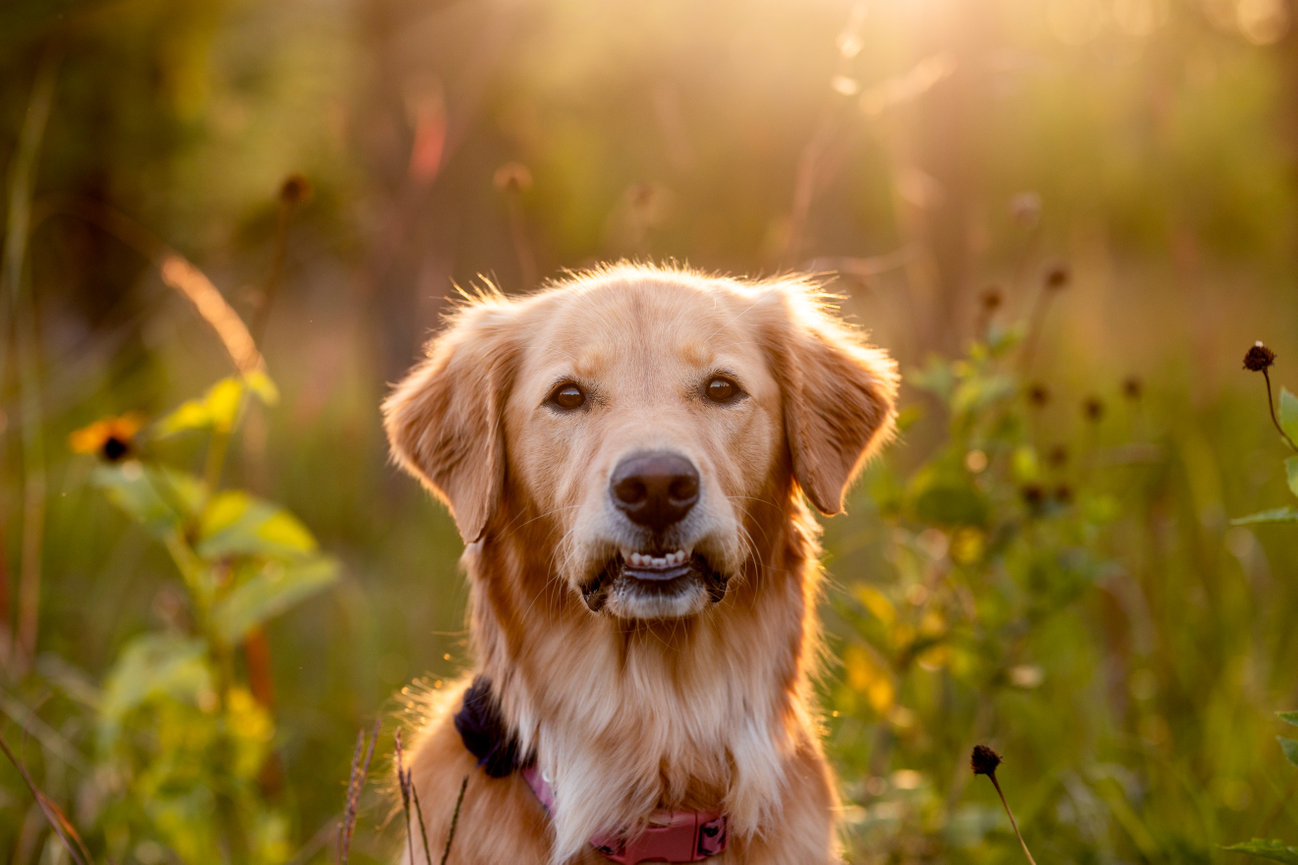 Golden retriever in a sunlit field, surrounded by wildflowers and tall grass.