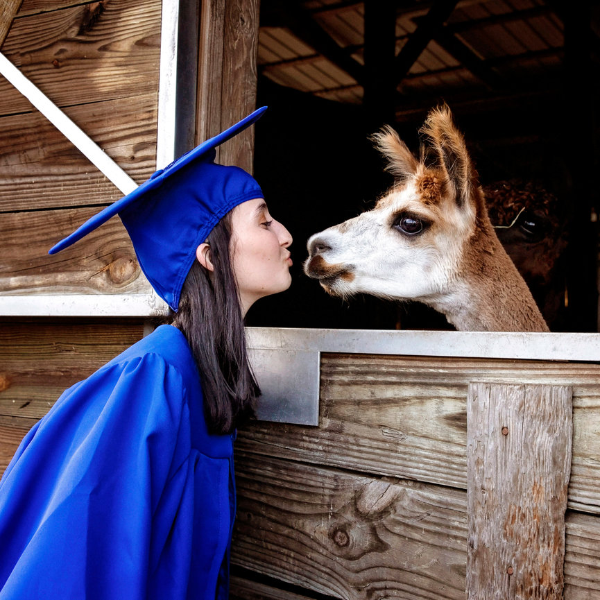 Girl graduate in a cap and gown kissing an alpaca in a wooden barn stall