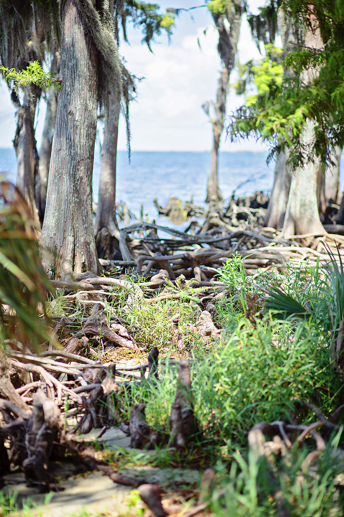 St. Amant, Louisiana Natural Light Photographer Fountainbleau State