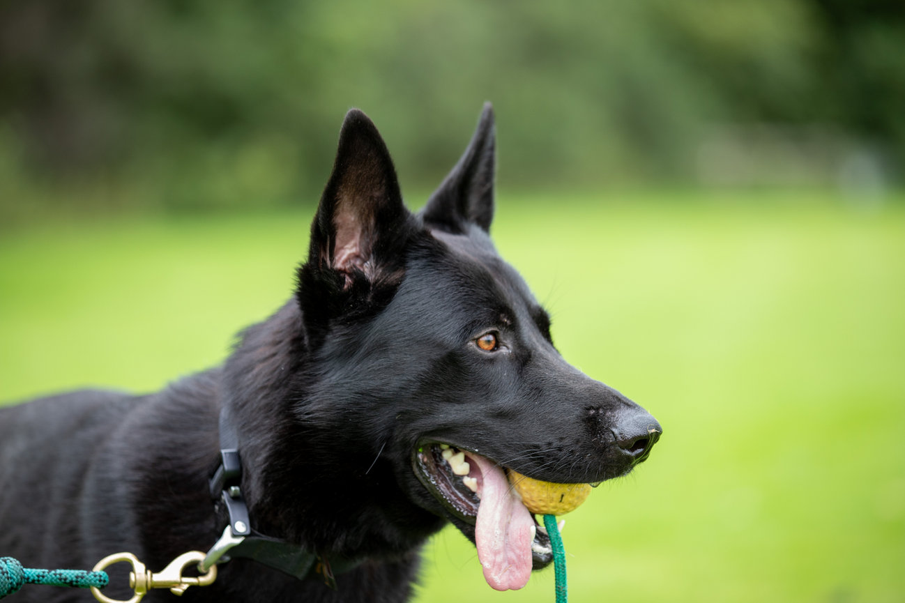Black dog holding a yellow ball in its mouth, standing on green grass.