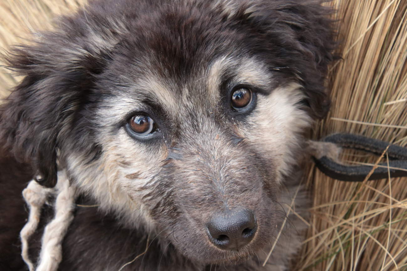 Close-up of a fluffy puppy with brown and gray fur, looking curiously at the camera among dry grass.