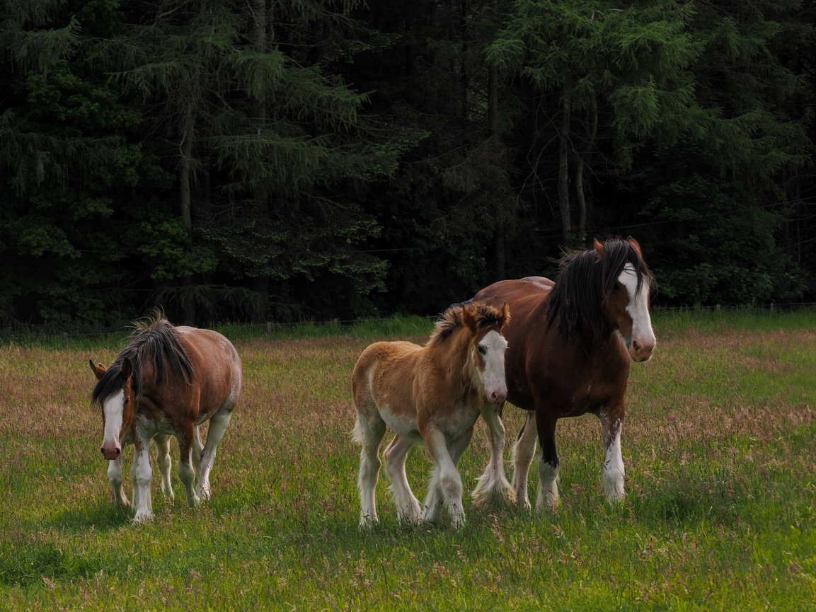 Three horses, including a mare and her foal, walking together in a lush green field surrounded by trees.