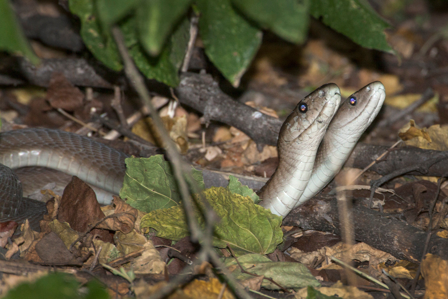 Mating Black Mambas Jim Zuckerman Photography Photo Tours