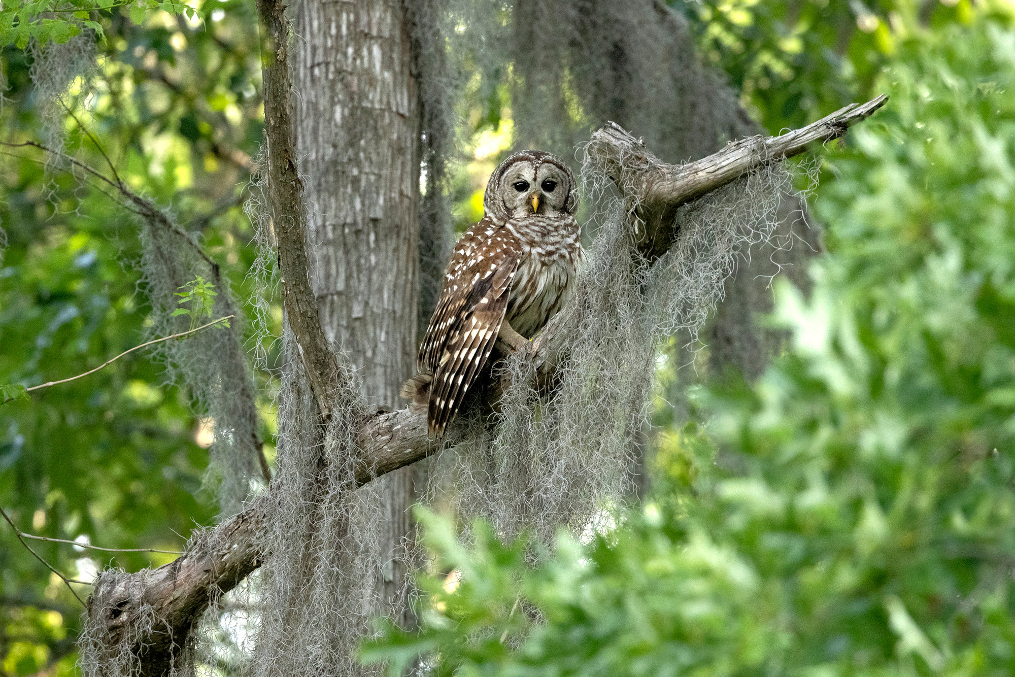 barred-owl-in-texas-jim-zuckerman-photography-photo-tours