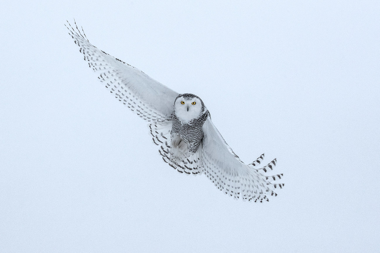 Snowy owls 2025 Jim Zuckerman photography & photo tours