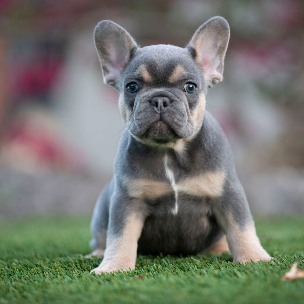 AVAILABLE PUPPIES-FRENCHBULLDOGS FLORIDA