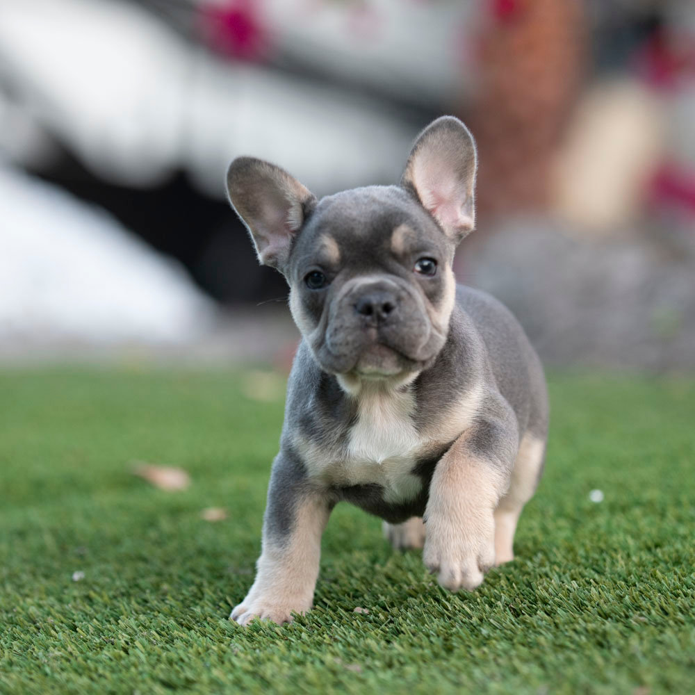 AVAILABLE PUPPIES-FRENCHBULLDOGS FLORIDA