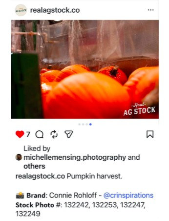 #PumpkinHarvest #HarvestSeason #FarmFresh #Agriculture #RealAgStock #FarmLife #LocalFarming #Harvest2026