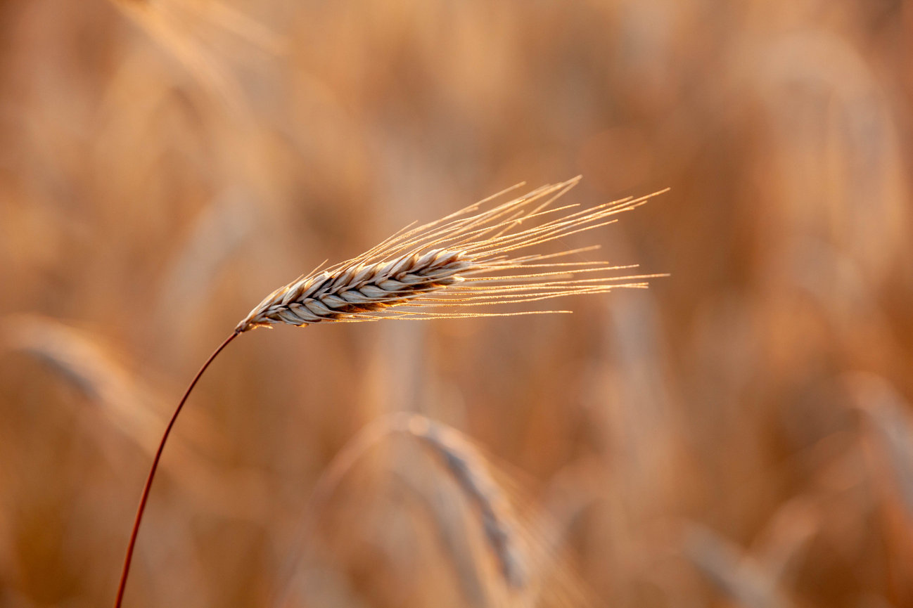 Close-up of a ripe head of wheat ready for harvest on a Wisconsin farm.The wheat harvest begins.