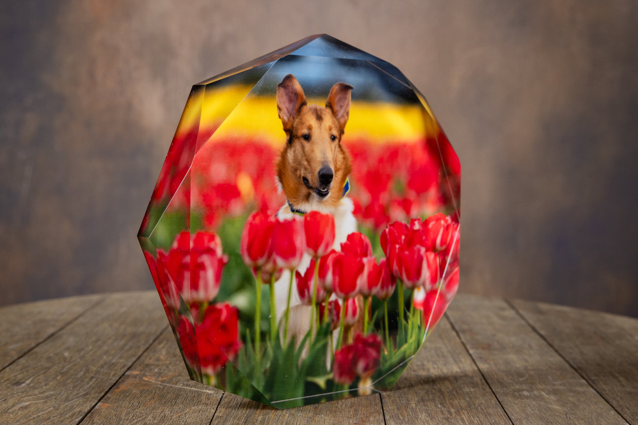 beveled acrylic pet portrait block featuring collie dog in red tulip field