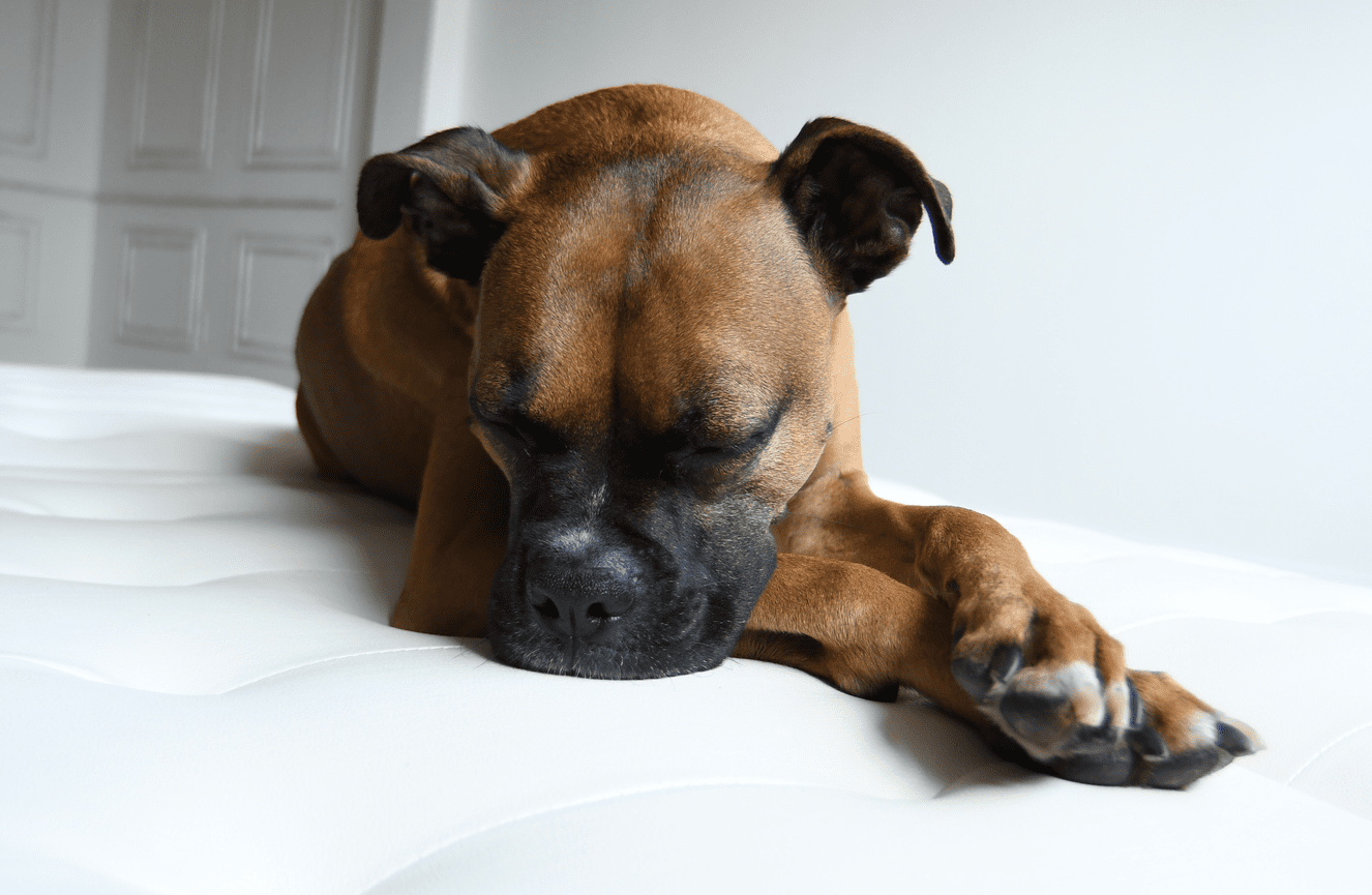 A sleeping boxer dog on a white couch during a pet photo shoot at Kliks Photography.