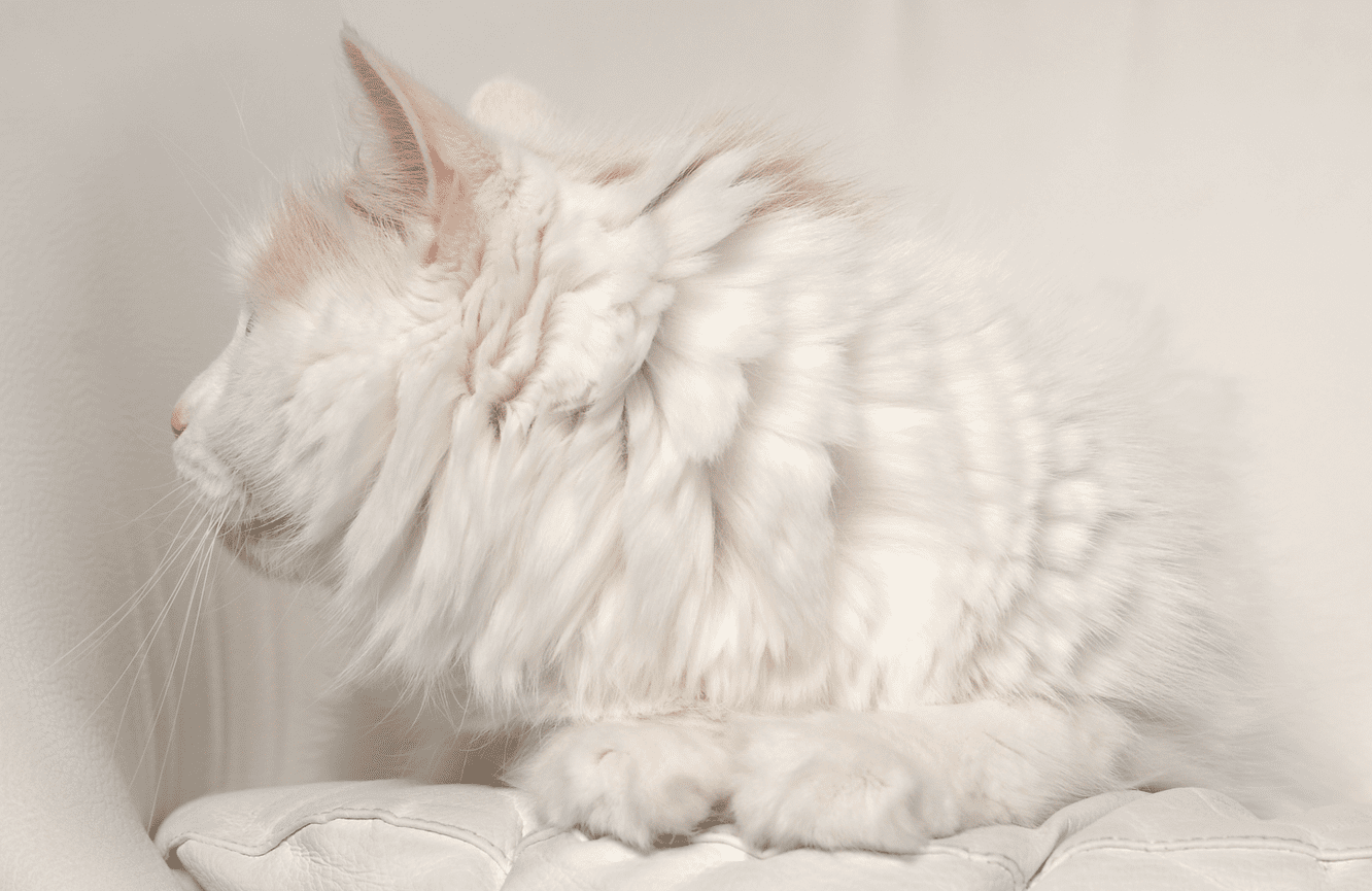 A profile of a long haired furry white cat sitting on a white leather couch in the Kliks Photography studio in Cedar Rapids Iowa.