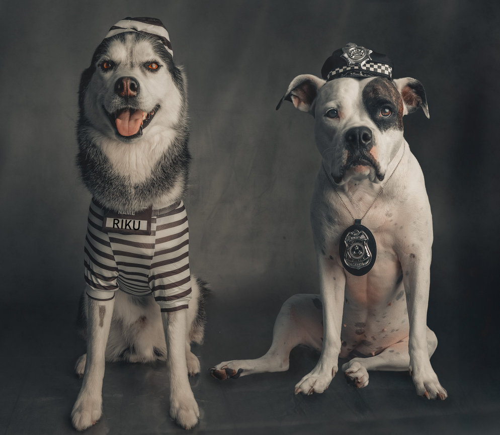 Two dogs in costume: one in prisoner stripes, the other in a police uniform with a badge.