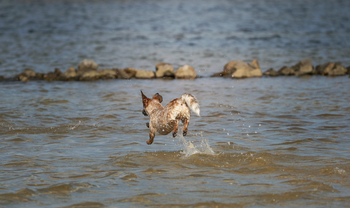 Dog joyfully leaping in water near a rocky shoreline.