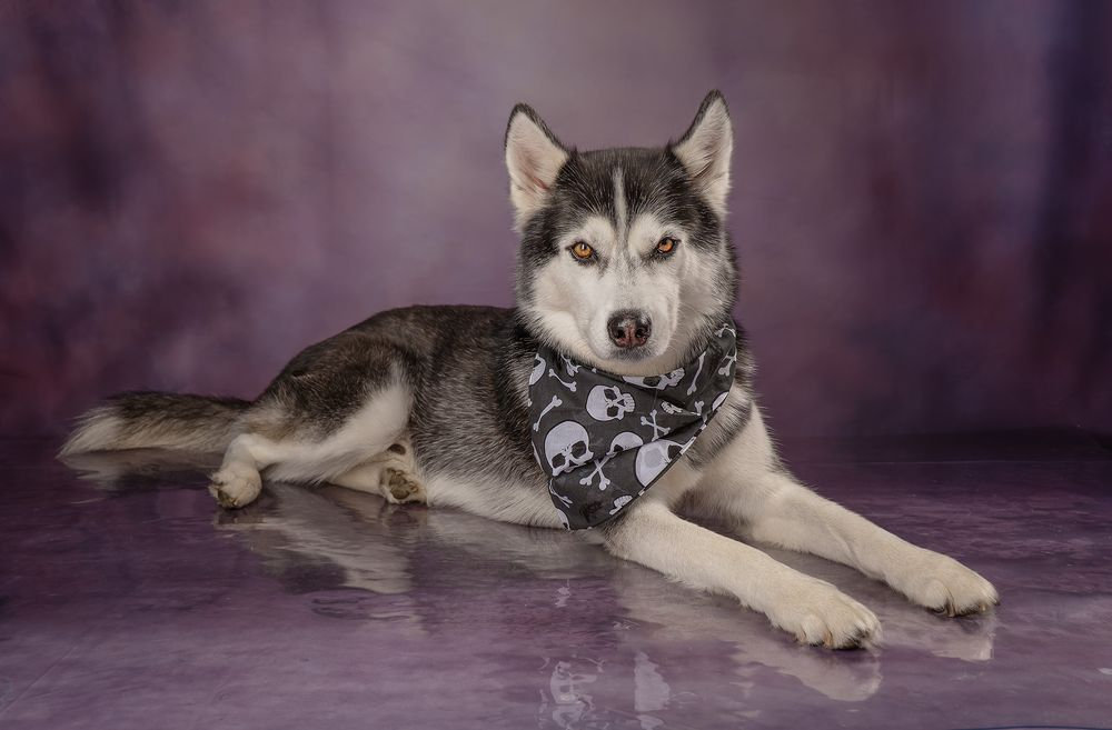 Siberian Husky lying down on a shiny purple backdrop wearing a skull-patterned bandana.