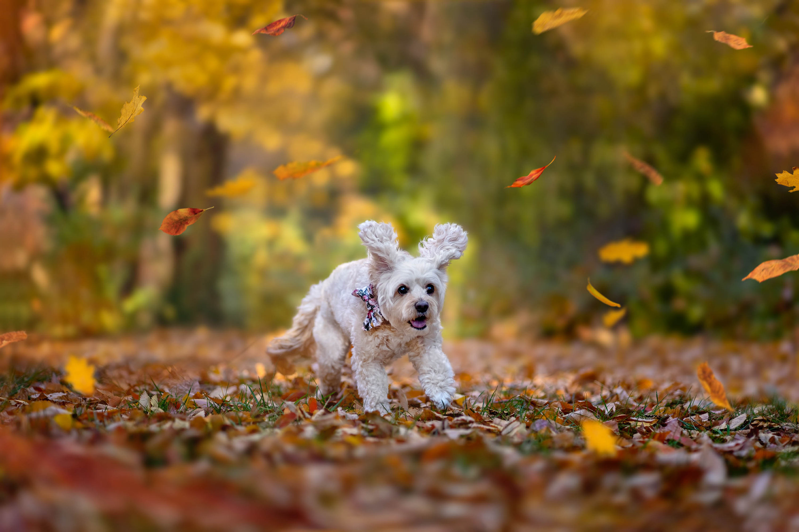 How to choose locations in Canberra for your pet photography experience