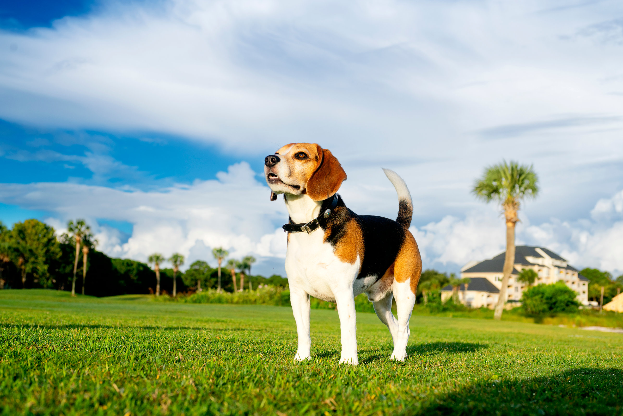 San Destin Dog Jamie Rich Photography
