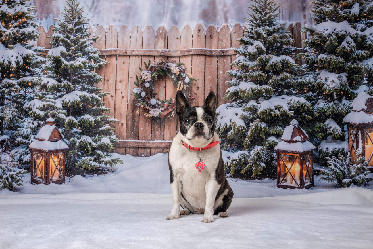 Snow Backdrop - White Christmas