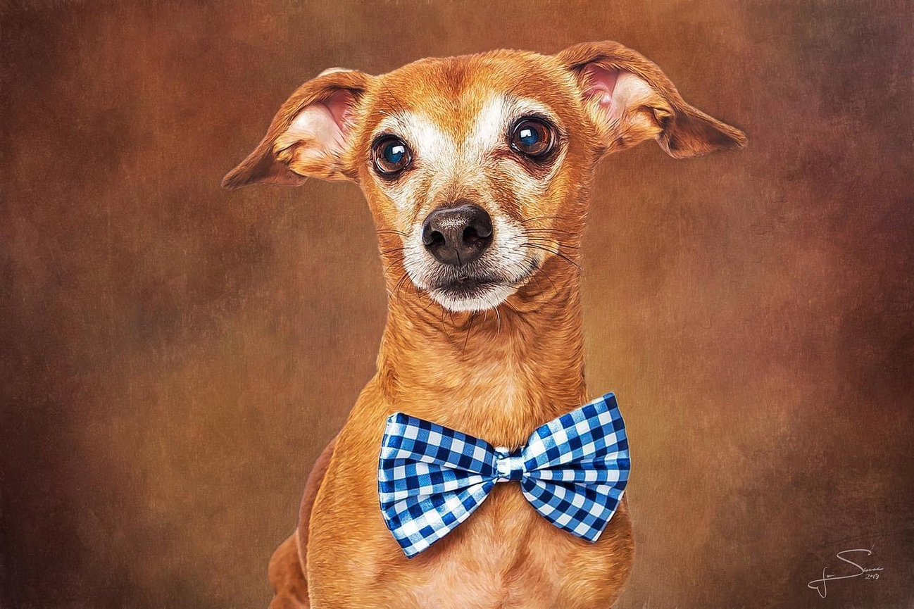 Portrait of a Dog with a blue bow tie in jami Scull Phtography studio.