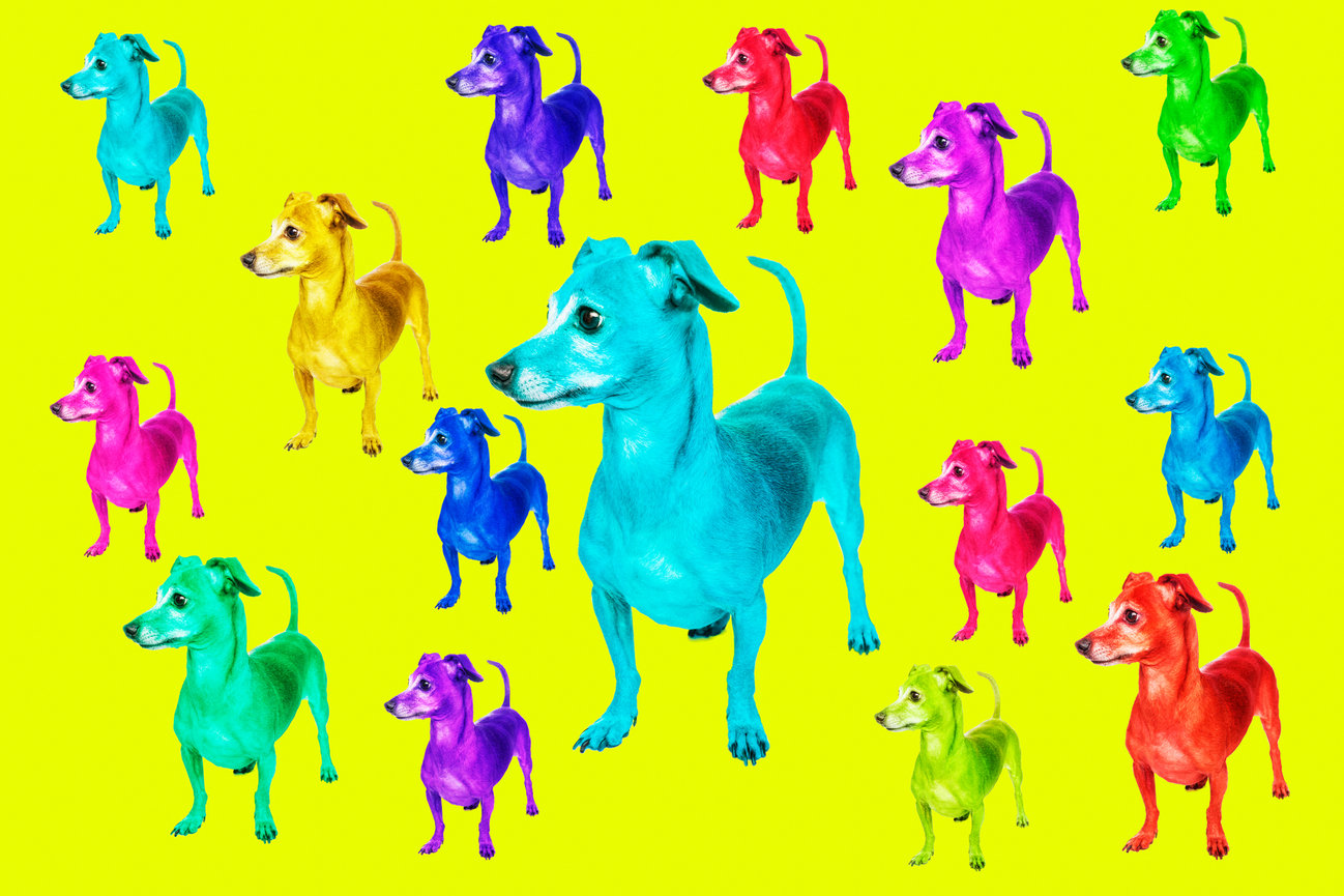 Fun colorful design of a clients dog for a custom tie.