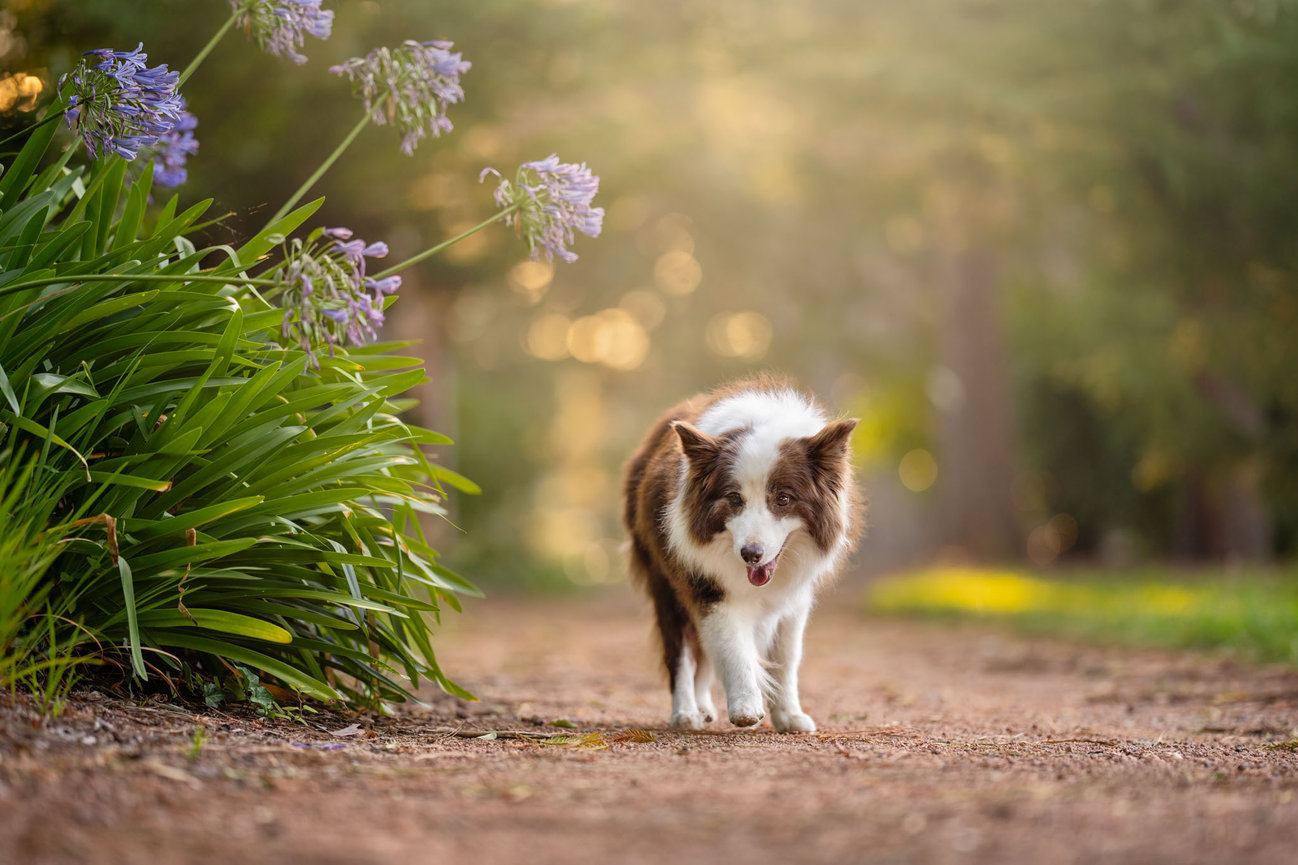 A brown and white Border Collie walking down a dirt path past a clump of purple agapanthus in soft evening light