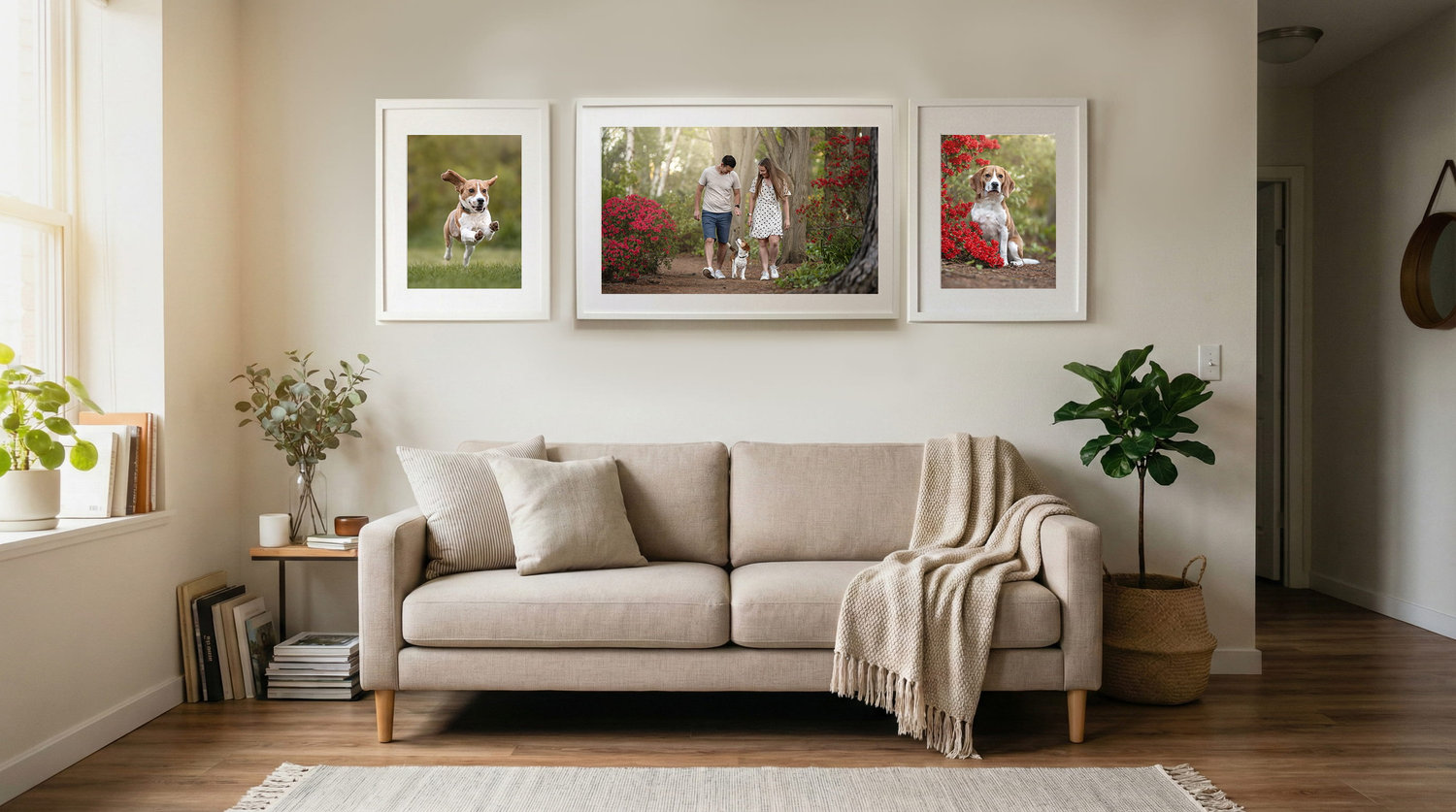 A lounge room wall above a beige sofa hung with three white-framed prints of a beagle: running through grass, walking on a path with her owners, and sitting beside red azaleas