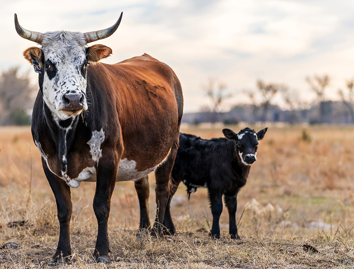 Horned brown & white cow standing beside a black/white face calf in a grassy field under a late afternoon sky.