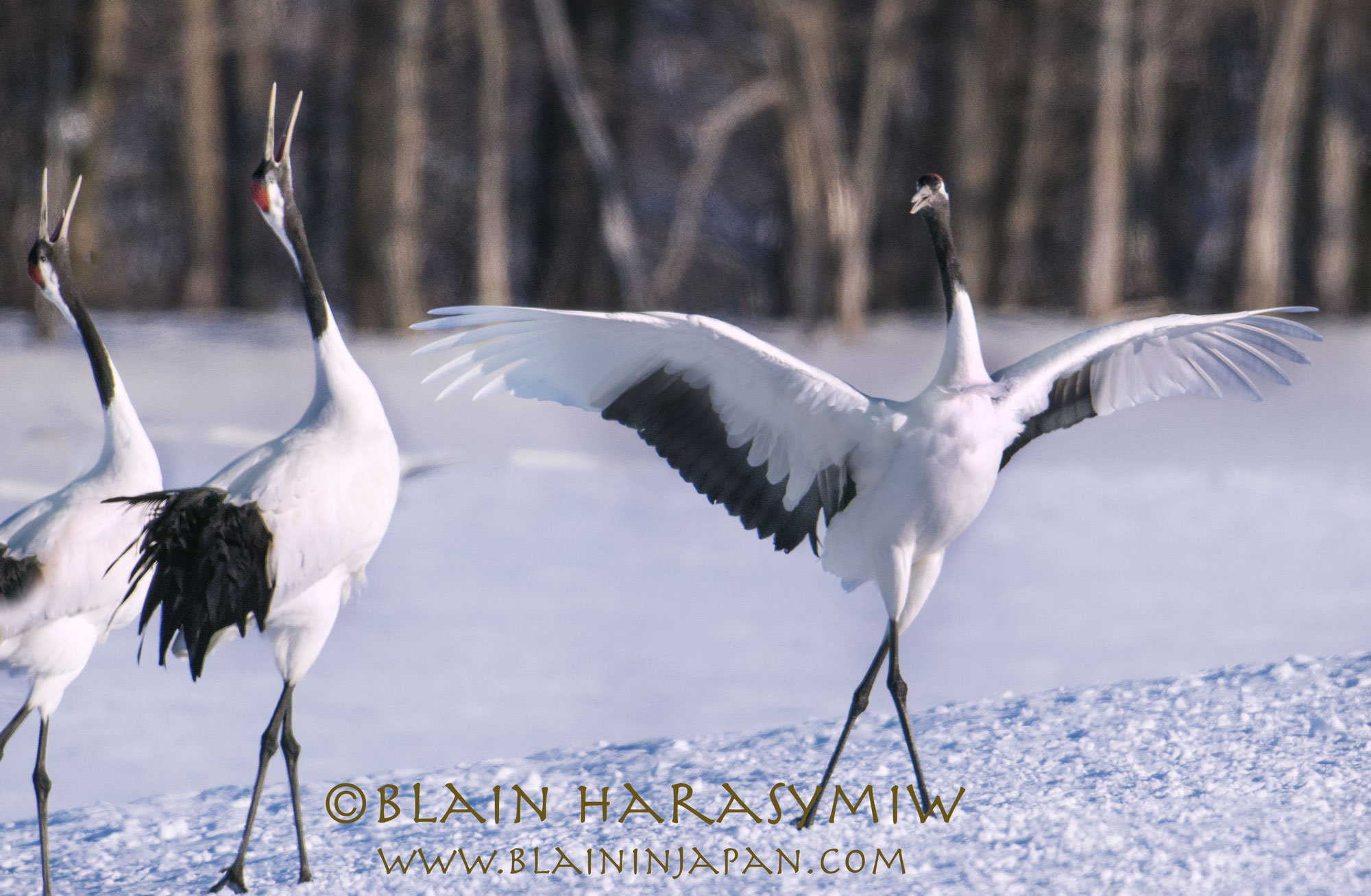 hokkaido crane tour