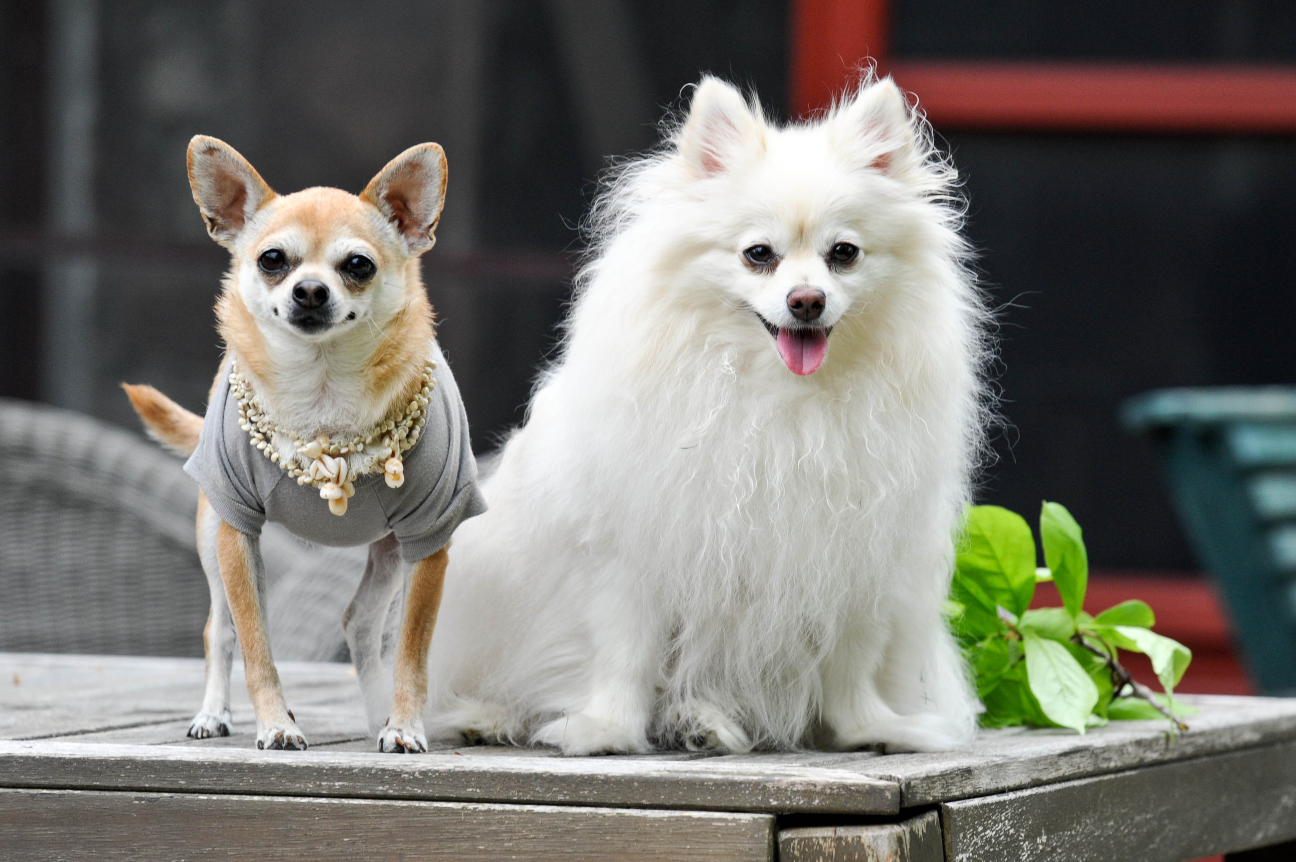 Dog Photography Columbus Ohio