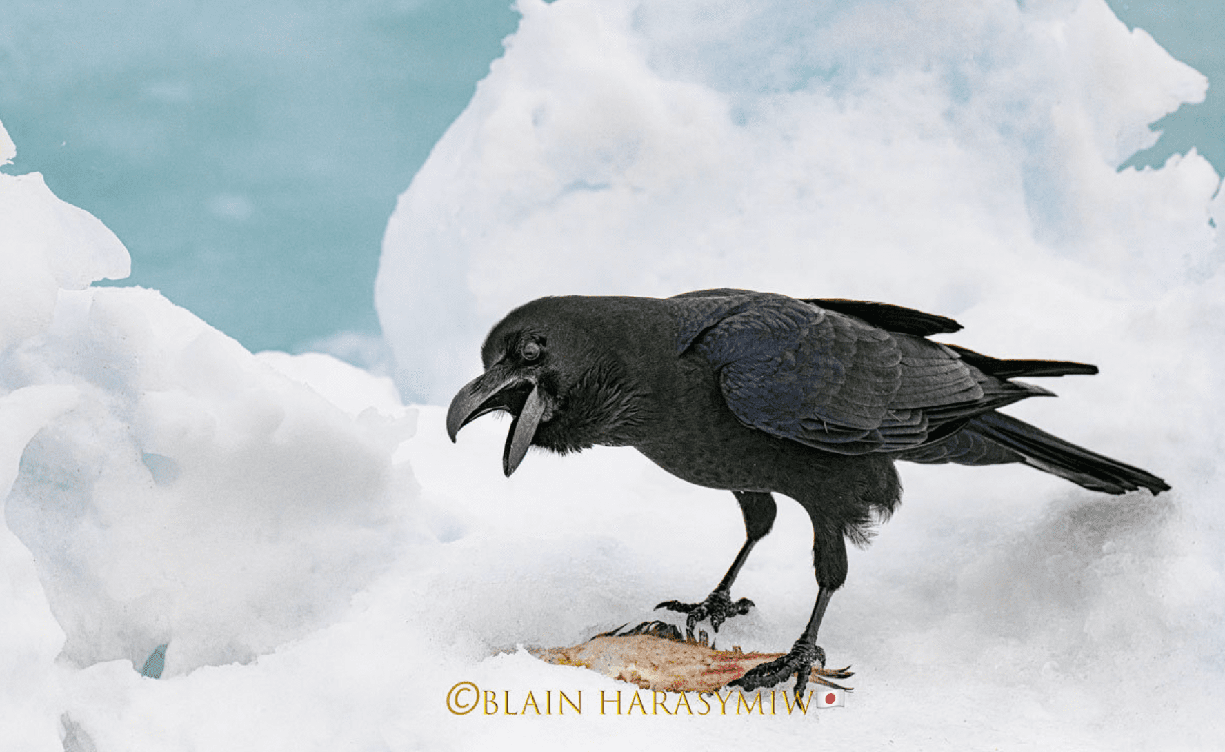 Hokkaido Birding Photo Workshops - Ravens Among Raptors - JAPAN DREAMSCAPES