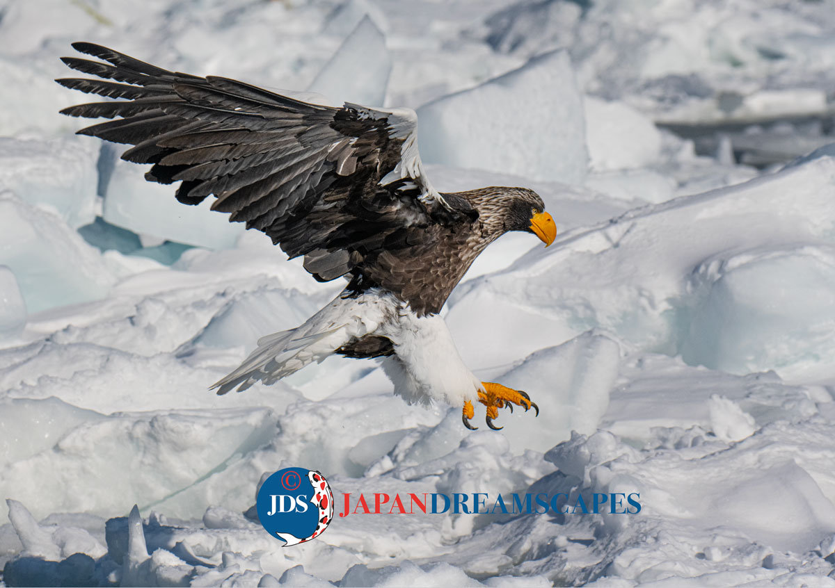 February 14-25, 2026 Hokkaido Birding Wildlife - JAPAN