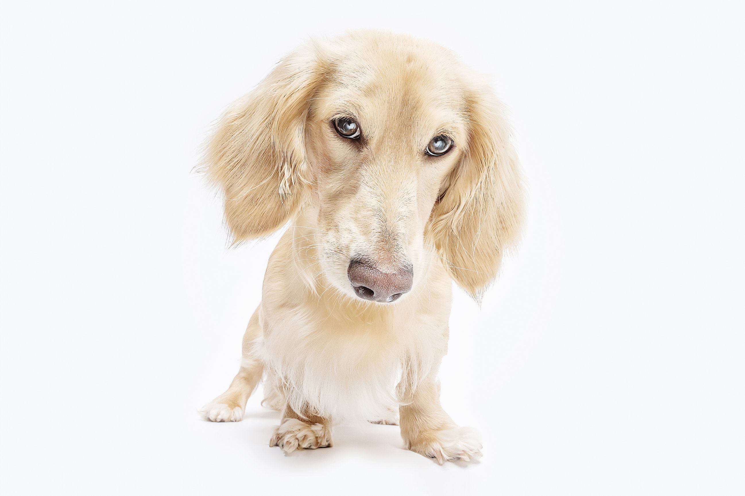Luxury Pet Portrait
