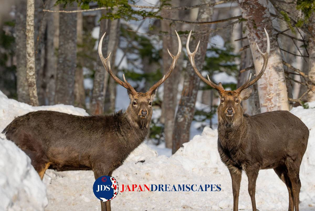 Unforgettable Hokkaido Photo Workshop Tour Shima Enaga And Winter unforgettable-hokkaido-photo-workshop-tour-shima-enaga-and-winter