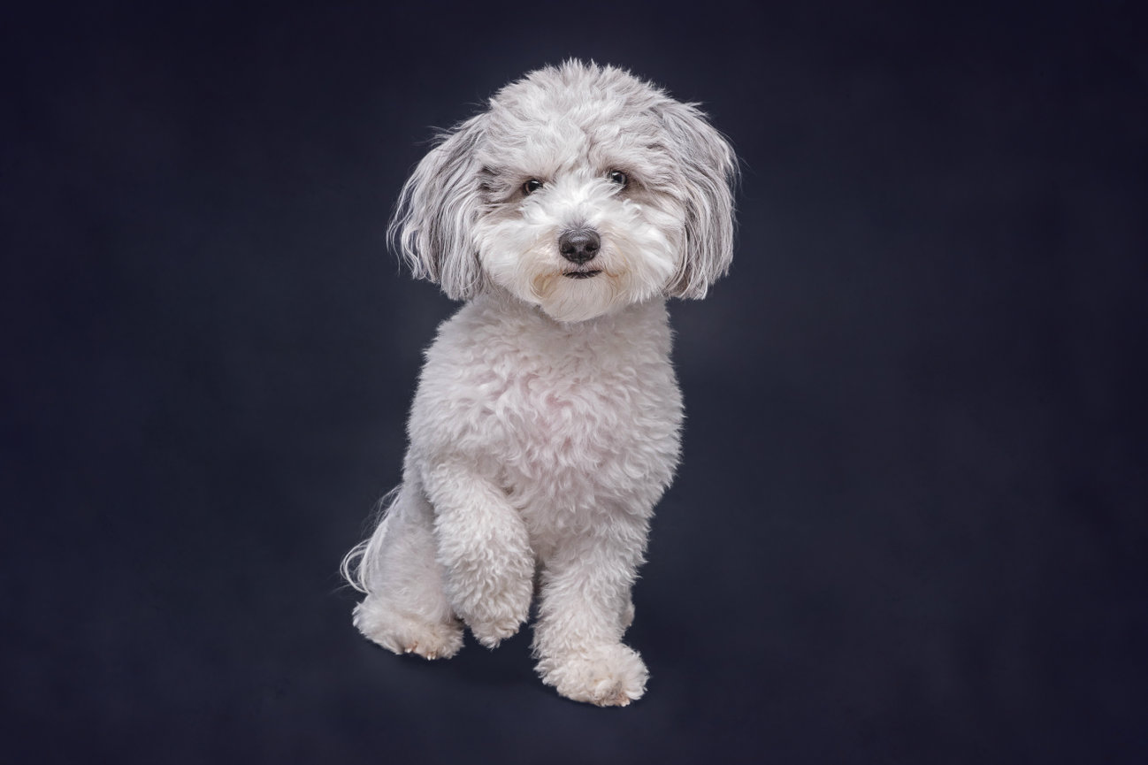Wizarding World pet portrait