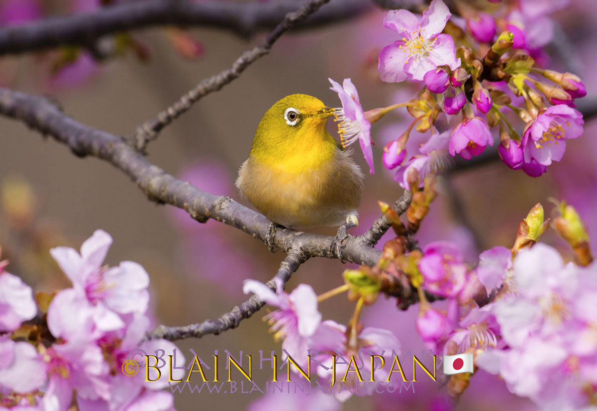 Birding Photography Medley of Mejiro and Sakura - Spring